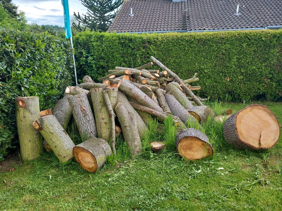 Holz/Brennholz Zedernholz in Neuwied