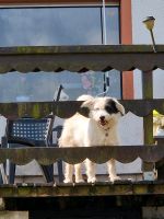 Mischlings Hund Rheinland-Pfalz - Auw bei Prüm Vorschau