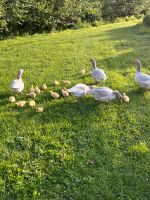 Fränkische Landgans Gössel Niedersachsen - Wolsdorf Vorschau