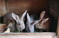 4 Hasen Böckchen Böcke zu verkaufen Niedersachsen - Moringen Vorschau