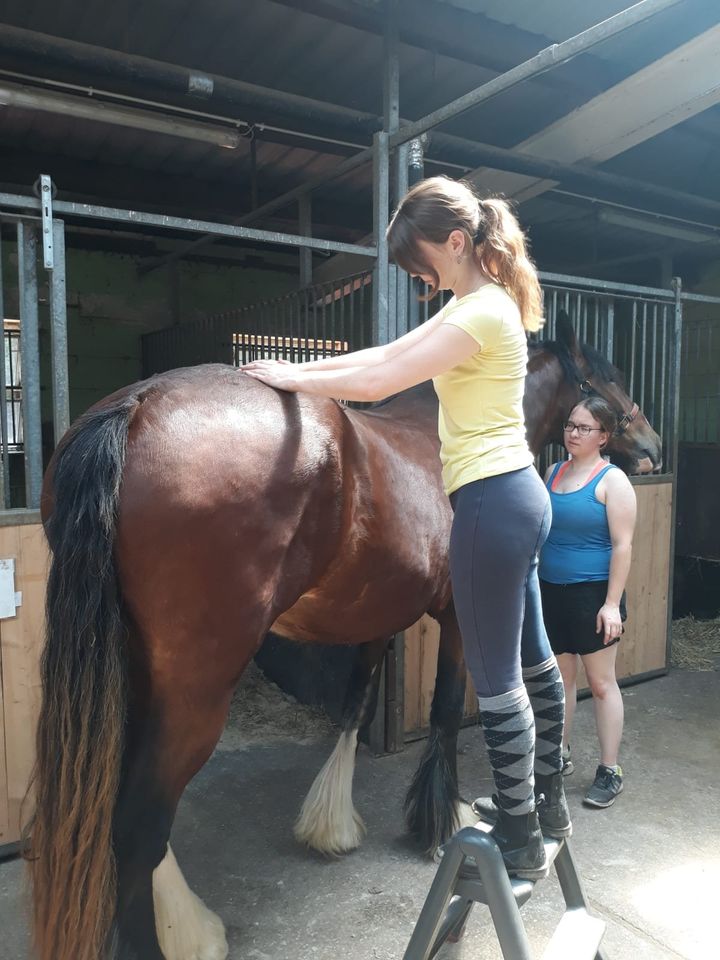 Pferde Massage Kurs in Warstein