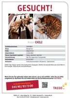 Bengal Kater Gesucht ! Finderlohn  !!!! Nordrhein-Westfalen - Leverkusen Vorschau