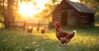 Suche Grundstück oder Garten zur Hühnerhaltung in Meckenheim Nordrhein-Westfalen - Meckenheim Vorschau