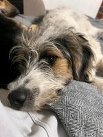MAITO 1 Jahr sucht hundeerfahrene Menschen mit Ersthund Niedersachsen - Westoverledingen Vorschau