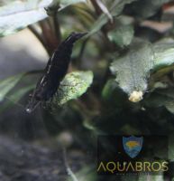 Black Sakura ( Neocaridina davidi) Garnelen Dortmund - Hörde Vorschau