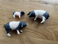 Schleich Schweine Schwäbisch Hallische Familie Eber Sau Ferkel Brandenburg - Potsdam Vorschau