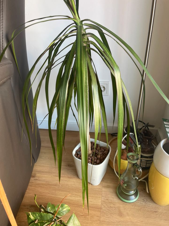 50cm Drachenbaum Palme incl Topf in Berlin