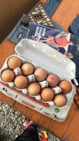 Eier aus eigener Hühnerhaltung Kr. Altötting - Garching an der Alz Vorschau