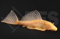 Wels L165 - Wabenschilderwels Gold, Pterygoplichthys gibbiceps Bayern - Grub a. Forst Vorschau