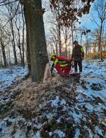 Motorsägenkurs/Motorsägenschulung/Motorsägenschein KFW Gütesiegel Hessen - Gladenbach Vorschau