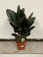 Gummibaum Ficus elastica 'Abidjan' 80cm Nordrhein-Westfalen - Simmerath Vorschau