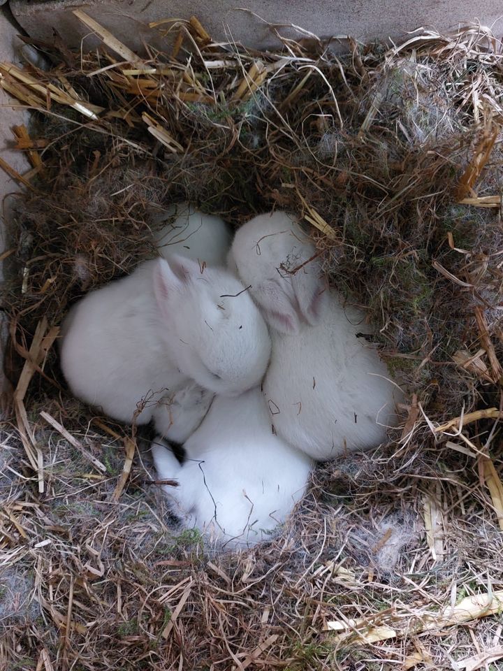 Baby Kaninchen , Kleines Kaninchen , Hase in Steinfeld