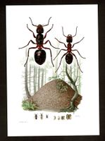 Rote Waldameise Ameisen Inseken Offset-Druck Niedersachsen - Aurich Vorschau