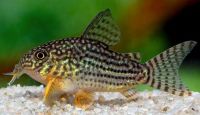 Corydoras Sterbay 5.95€ Nordrhein-Westfalen - Kamp-Lintfort Vorschau