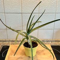 Echte Aloe Vera Pflanze | 35 cm Wandsbek - Hamburg Bramfeld Vorschau