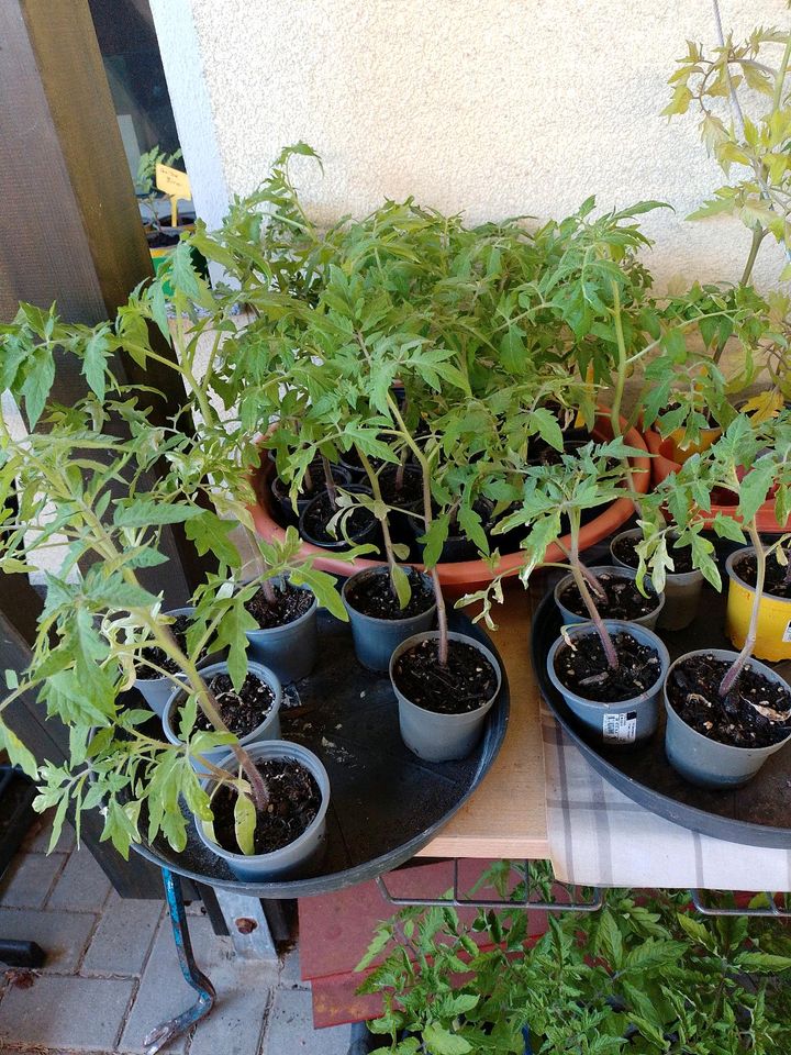 Tomatenpflanzen Versch. Sorten ca.20 cm bis 60  hoch in Wenze