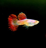 Albino Metal Red Cobra Guppy - Hochzuchtguppy Guppys Hessen - Heppenheim (Bergstraße) Vorschau