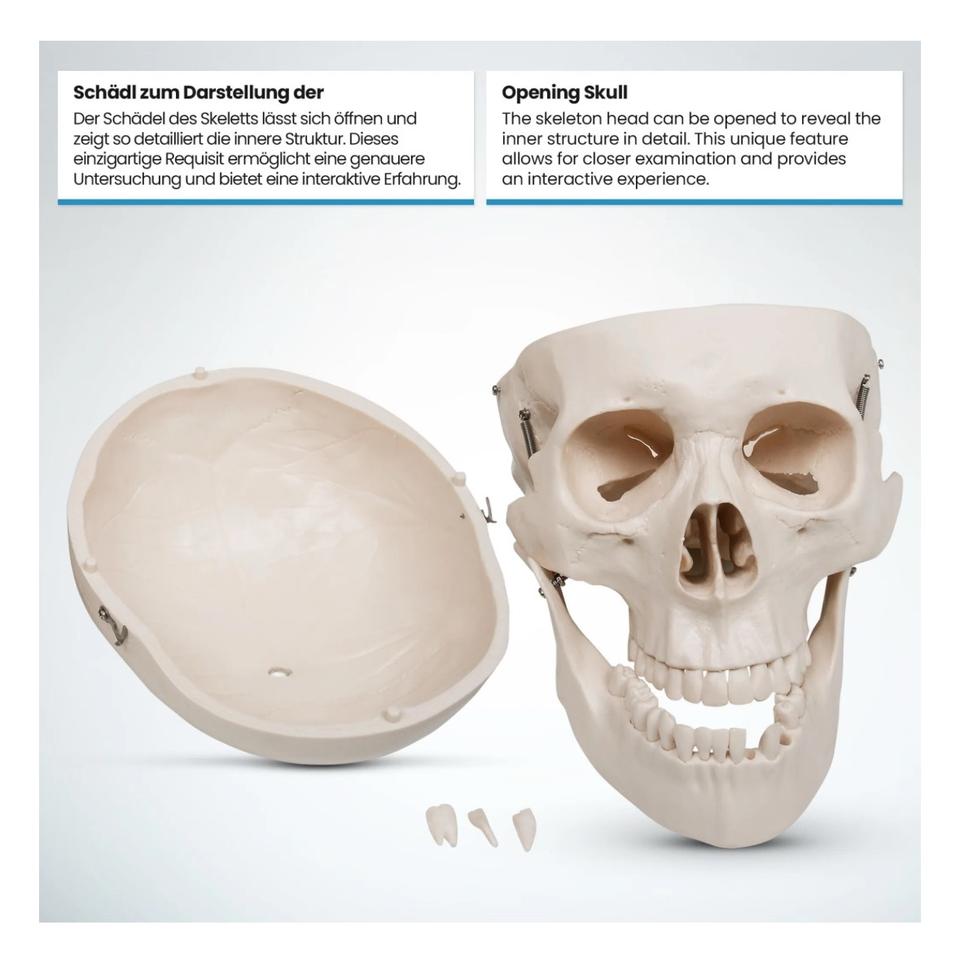 Menschliches Anatomie Skelett 181,5cm ORIGINAL VERPACKT!!! in Hainburg