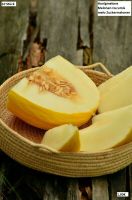 10 Samen Honigmelone Melonen Cucumis melo Zuckermelonen Rheinland-Pfalz - Langenbach Vorschau