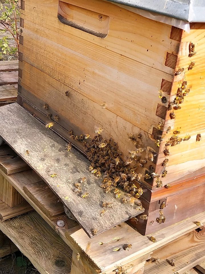 Bienenvolk Dadant Wirtschaftsvolk in München