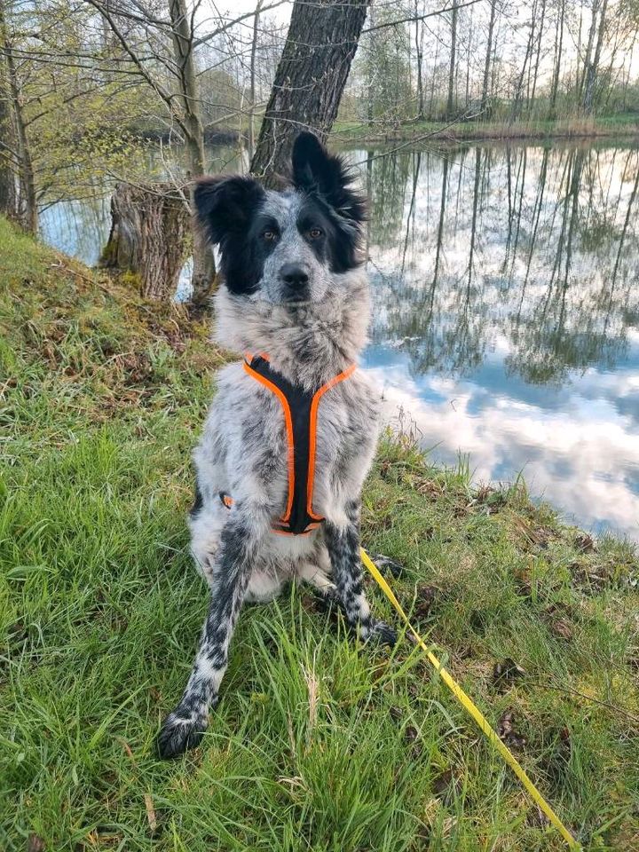 Balu der Sanfte sucht sein Zuhause in Neuburg a.d. Donau