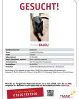 Katze entlaufen Nordrhein-Westfalen - Halle (Westfalen) Vorschau