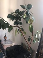 Gummibaum groß Ficus Elastica München - Au-Haidhausen Vorschau