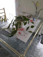 Hoya variegata Saarland - Quierschied Vorschau