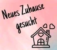 3 Raumwohnung in Friedrichroda gesucht Thüringen - Friedrichroda Vorschau