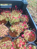 Steinbrech Saxifraga rot 9er Topf Baden-Württemberg - Metzingen Vorschau