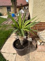 Yucca Palmen Bayern - Fensterbach Vorschau