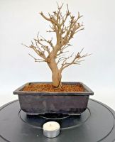 Bonsai Punica nejikan 2 verschiedene Bäume / Preis pro Bonsai Rheinland-Pfalz - Böhl-Iggelheim Vorschau