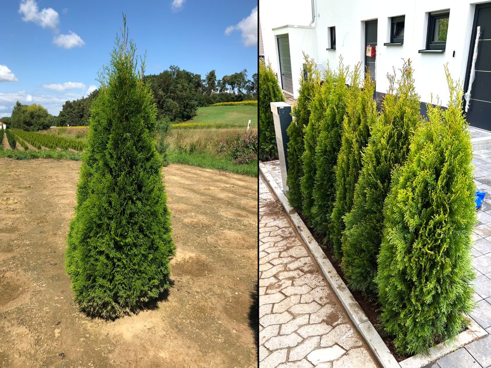 Lebensbaum Thuja occidentalis 'Smaragd' 300-350 cm | Bayernhecke in Elsendorf