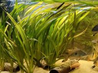 Vallisneria gigantea Aquariumspflanzen Bayern - Weilheim i.OB Vorschau