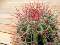 Kaktus Ferocactus stainesii 55 cm großer Wüstenkaktus Kugelkaktus Nürnberg (Mittelfr) - Oststadt Vorschau