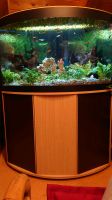 Eck-Aquarium 190l Fluval Venezia Bayern - Memmingen Vorschau