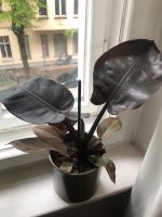 Philodendron Pflanze Berlin - Treptow Vorschau