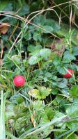 Scheinerdbeere (Duchesnea indica) Nordrhein-Westfalen - Werl Vorschau