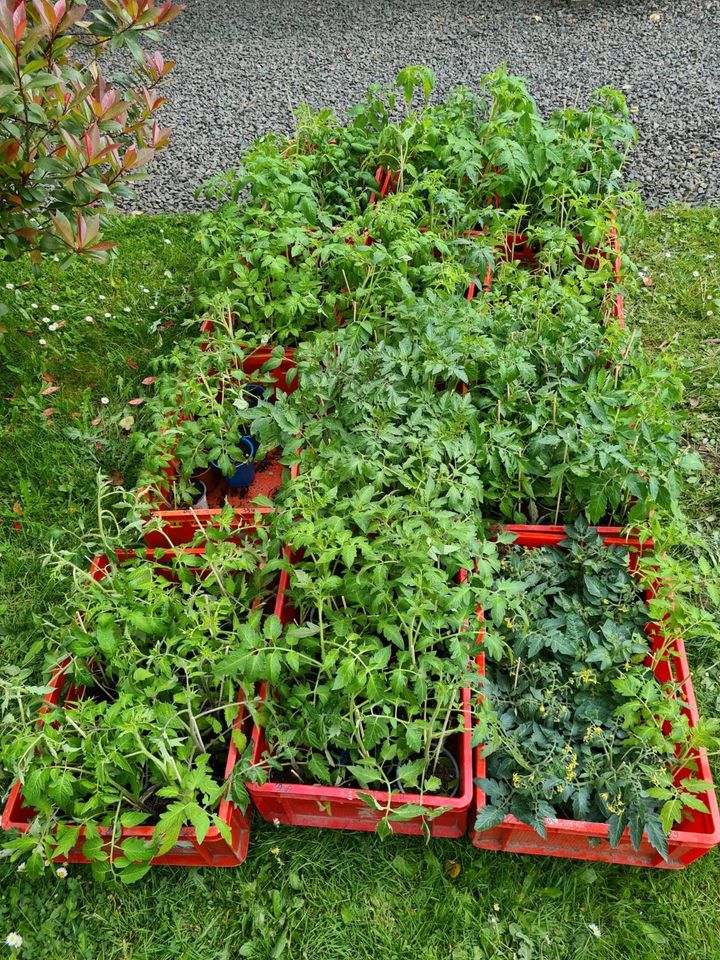 Viele Sorten Bio Tomaten Pflanzen und Gurken Pflanzen in Gusterath