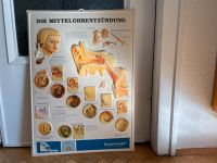 Anatomische Infotafel Werbeplakat Sachsen - Chemnitz Vorschau