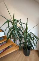 Yucca Pflanze Nordrhein-Westfalen - Solingen Vorschau