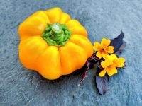 Paprika ungarischer Liebesapfel gelb leicht scharf + süß RARITÄT Bayern - Waigolshausen Vorschau