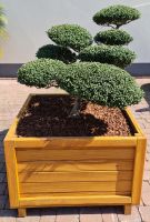 BONSAI ✅ Gartenbonsai Löffelilex Conwexa in edler Pflanzbox toll❗ Nordrhein-Westfalen - Wadersloh Vorschau