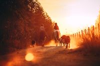 Geburtstag auf dem Ponyhof Rheinland-Pfalz - Albisheim (Pfrimm) Vorschau