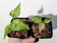 Alocasia Cucullata Mint variegata Ableger Rhizom albo Frydek Köln - Lindenthal Vorschau