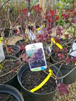 Cotinus Royal Purple, Roter Perückenstrauch Niedersachsen - Sögel Vorschau