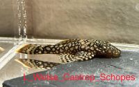 Ancistrus sp. Wabenmuster Honeycomb 3-4cm Welse Nordrhein-Westfalen - Rheurdt Vorschau