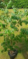 Großer Ficus Benjamini ca. 1,80 m hoch Hessen - Rodgau Vorschau