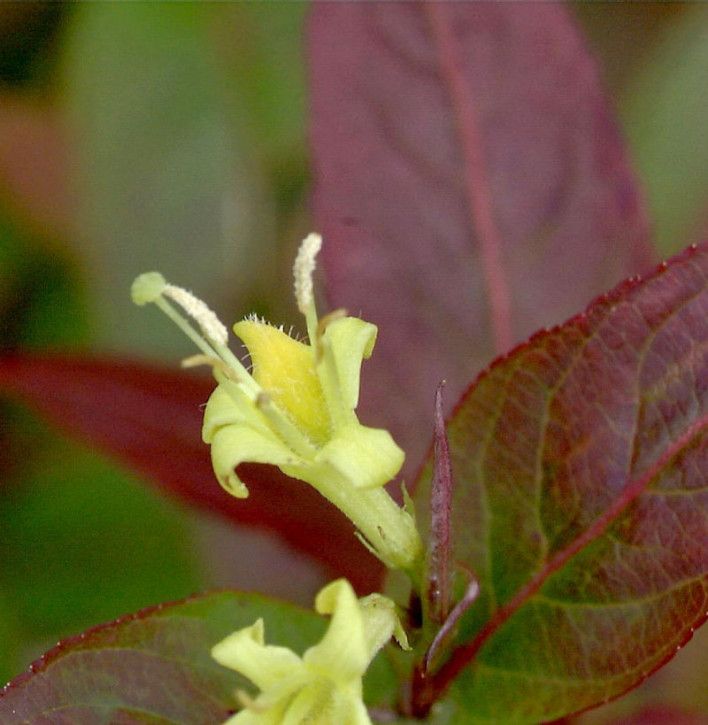 Amerikanische Weigelie Kodiak® Orange 40-60cm Diervilla splendens in Bad Zwischenahn