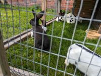 Deutsche Riesenchecken, Kaninchen, Hasen, Böcke abzugeben Niedersachsen - Großefehn Vorschau